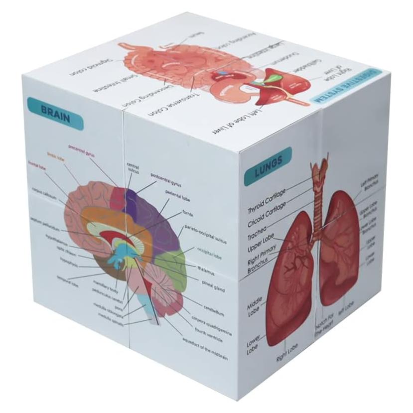 Cubo de Anatomía Humana Aliwovo 9 Partes 9.98cm Estudio