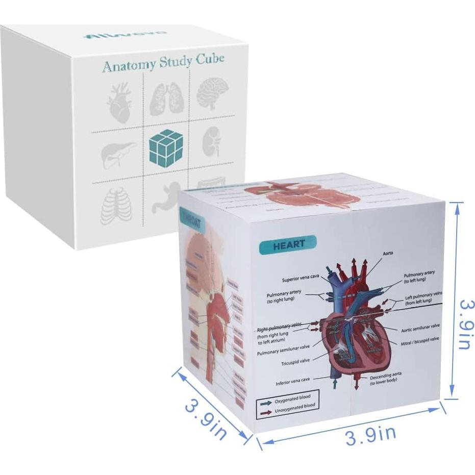 Cubo de Anatomía Humana Aliwovo 9 Partes 9.98cm Estudio