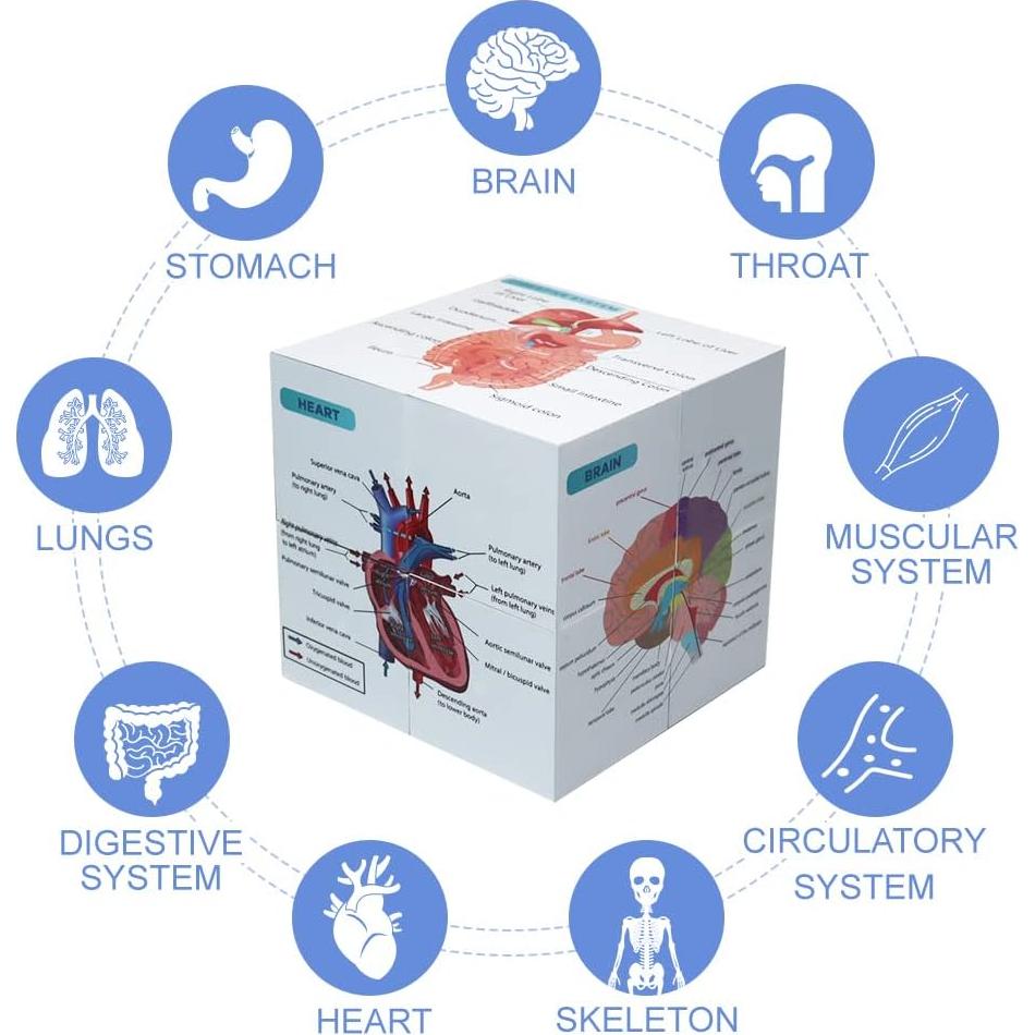 Cubo de Anatomía Humana Aliwovo 9 Partes 9.98cm Estudio