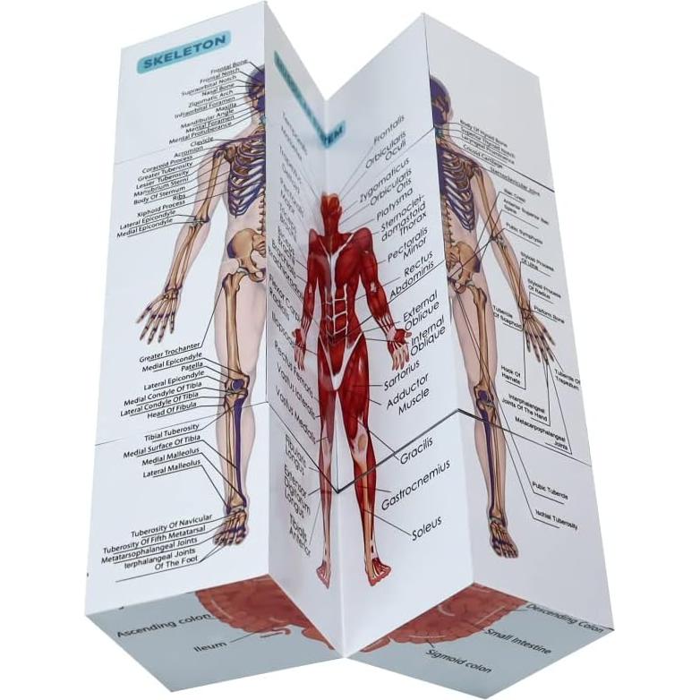 Cubo de Anatomía Humana Aliwovo 9 Partes 9.98cm Estudio