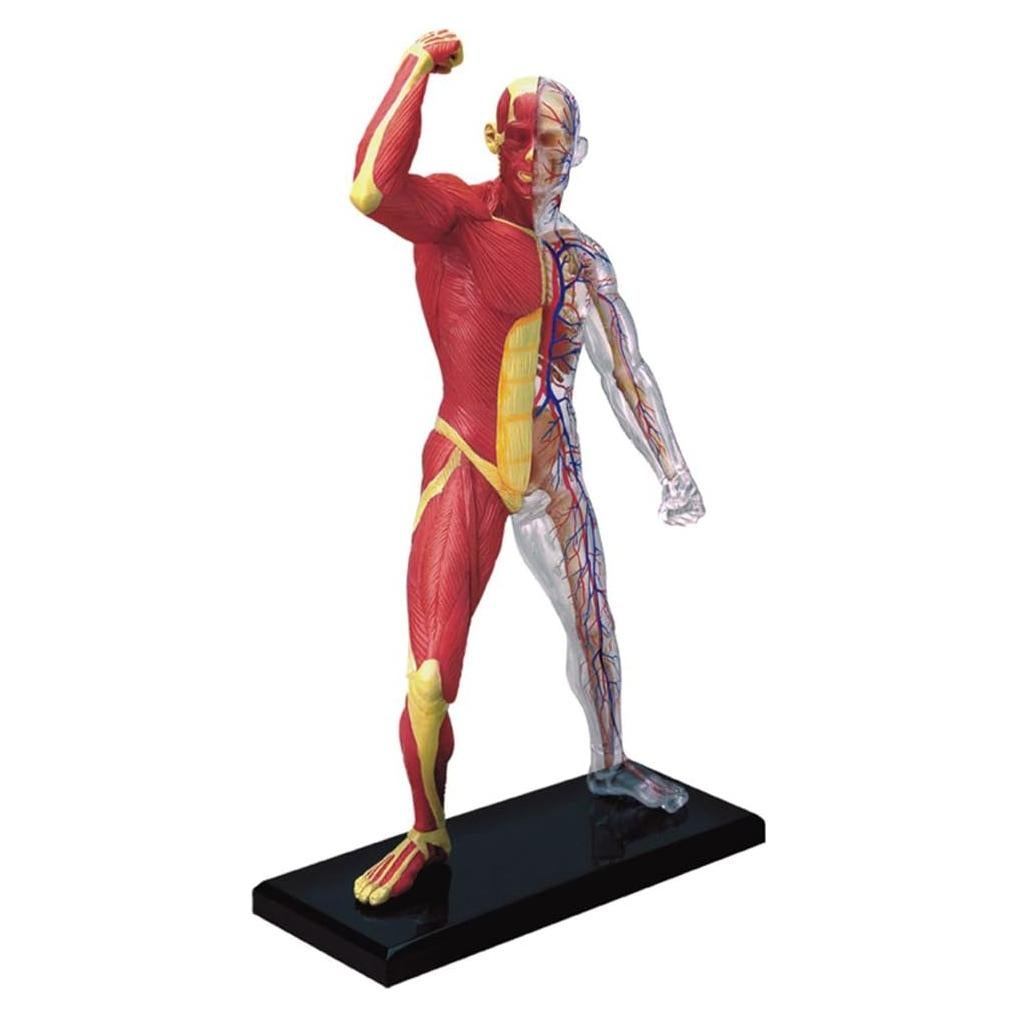 Modelo de Anatomía Humana 4D Famemaster 25.4 cm 46 partes