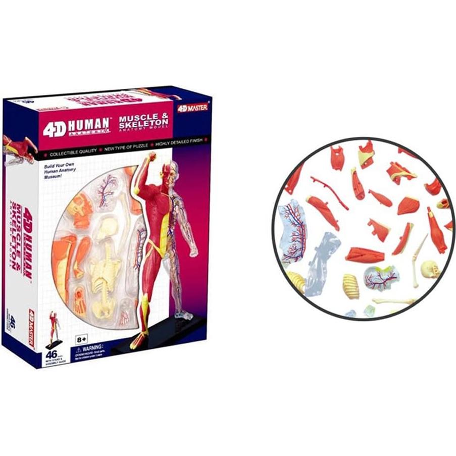Modelo de Anatomía Humana 4D Famemaster 25.4 cm 46 partes