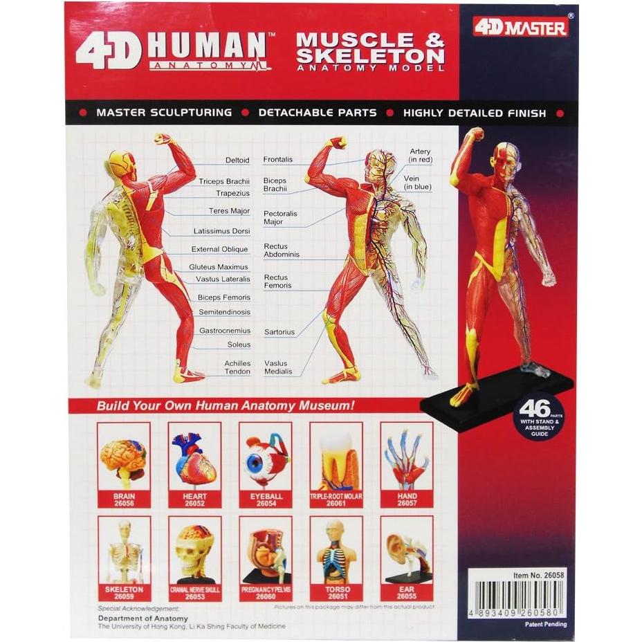 Modelo de Anatomía Humana 4D Famemaster 25.4 cm 46 partes