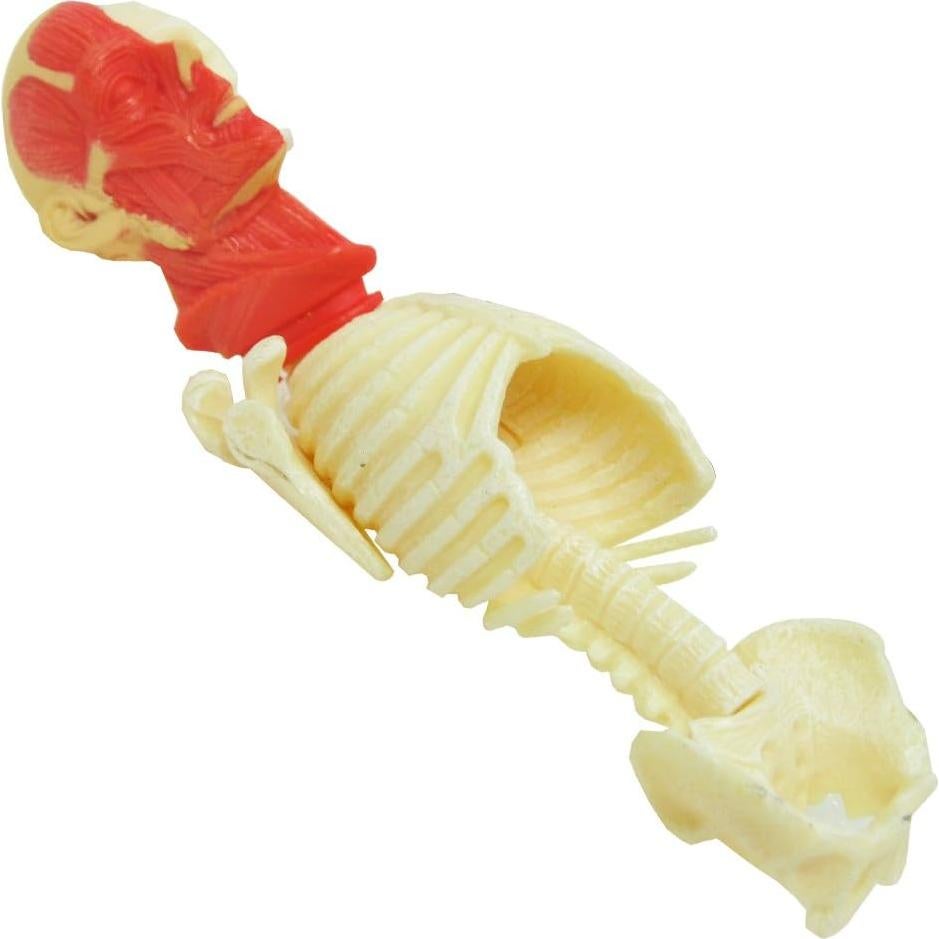 Modelo de Anatomía Humana 4D Famemaster 25.4 cm 46 partes
