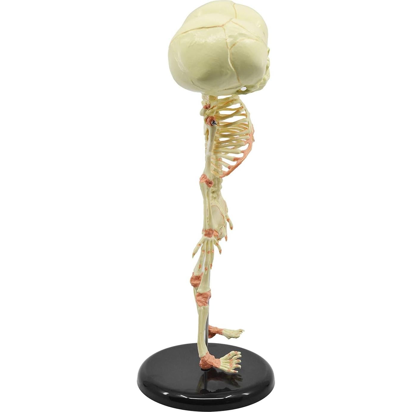 Modelo de Esqueleto de Feto Infantil EISCO 38 cm - Cráneo Gemelo