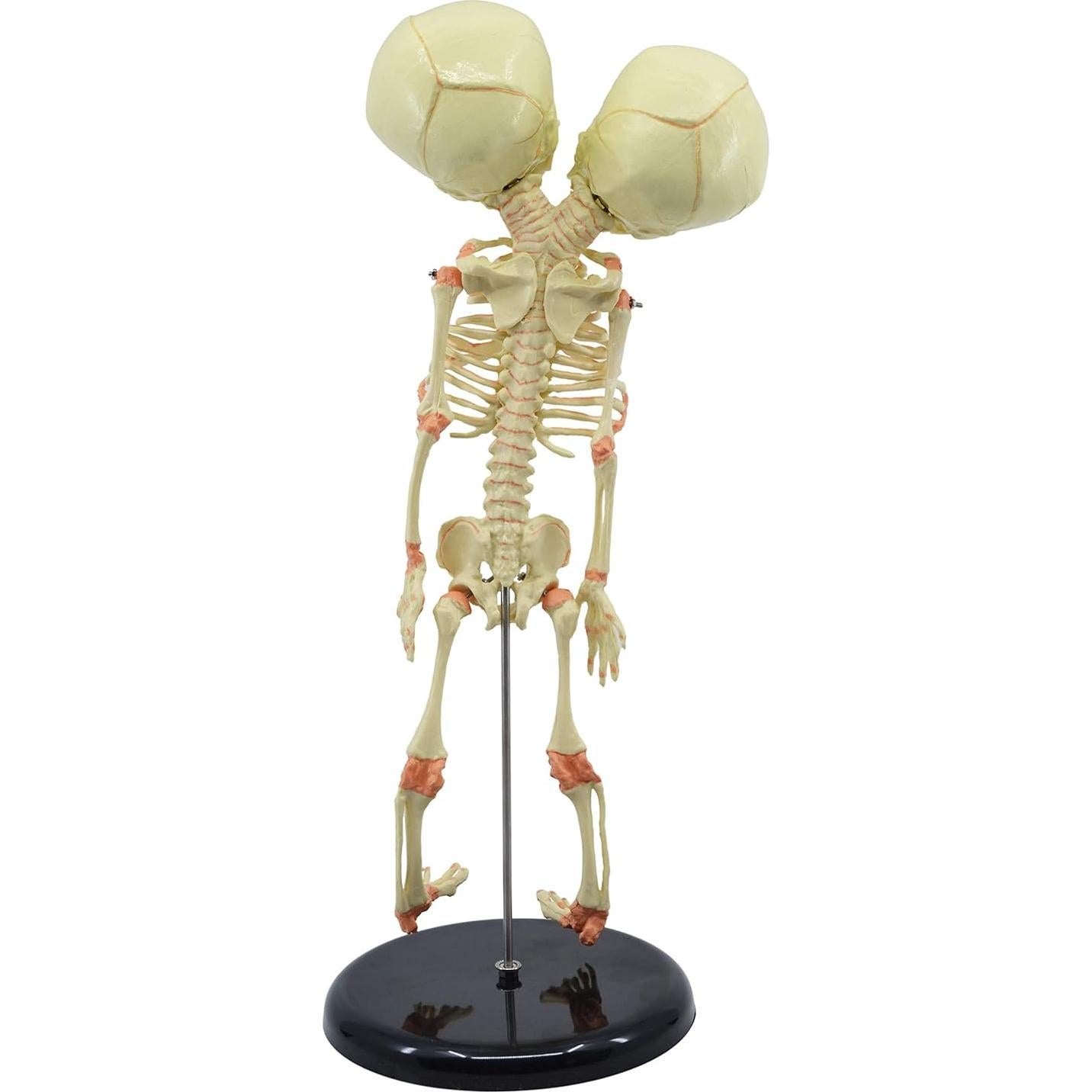 Modelo de Esqueleto de Feto Infantil EISCO 38 cm - Cráneo Gemelo