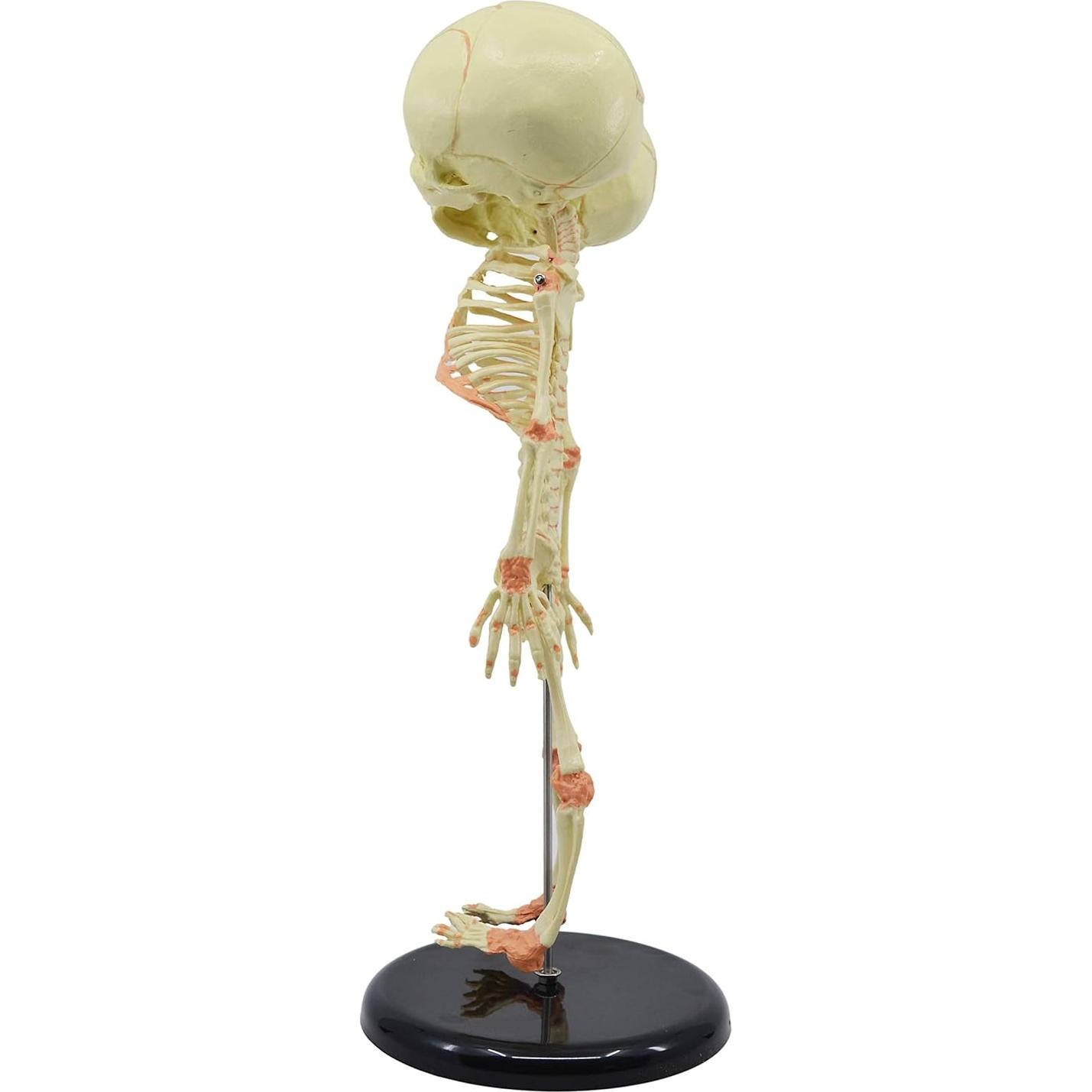 Modelo de Esqueleto de Feto Infantil EISCO 38 cm - Cráneo Gemelo