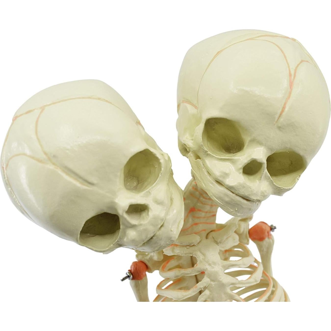 Modelo de Esqueleto de Feto Infantil EISCO 38 cm - Cráneo Gemelo