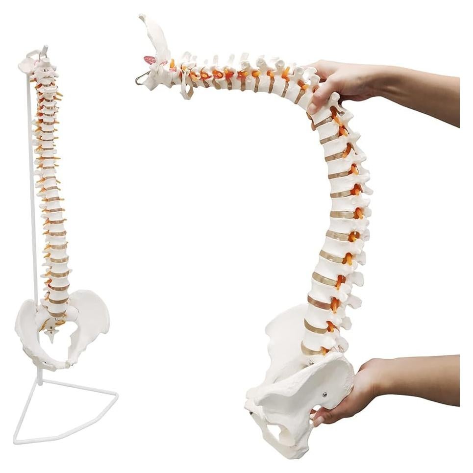 Modelo de Columna Vertebral Humana Ultrassist 86 cm con Soporte