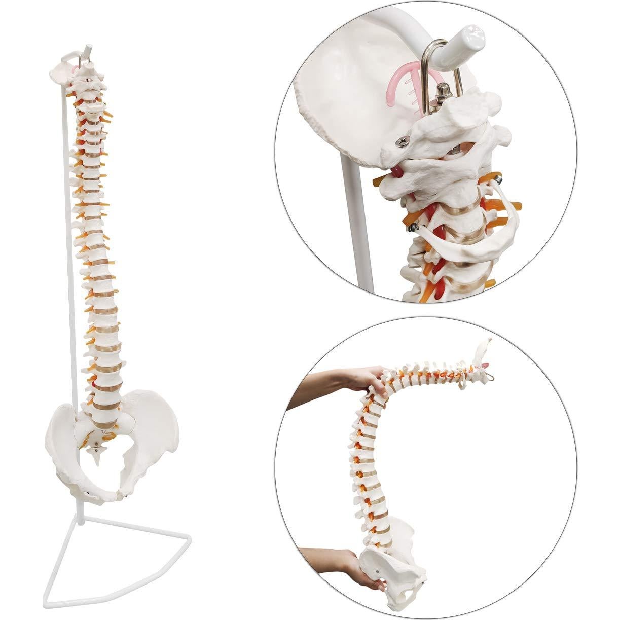Modelo de Columna Vertebral Humana Ultrassist 86 cm con Soporte