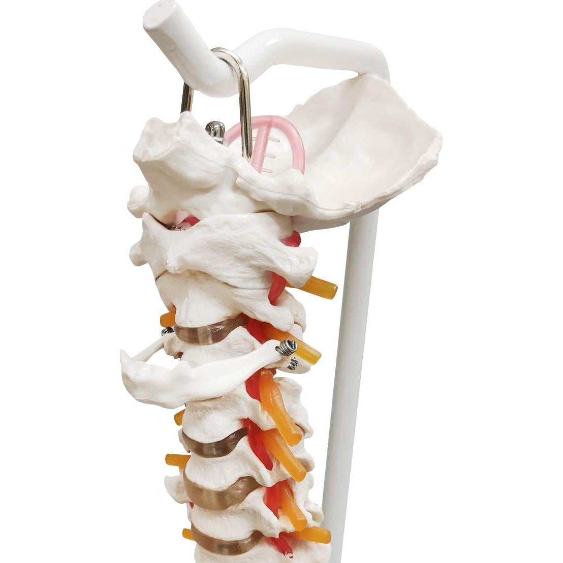 Modelo de Columna Vertebral Humana Ultrassist 86 cm con Soporte