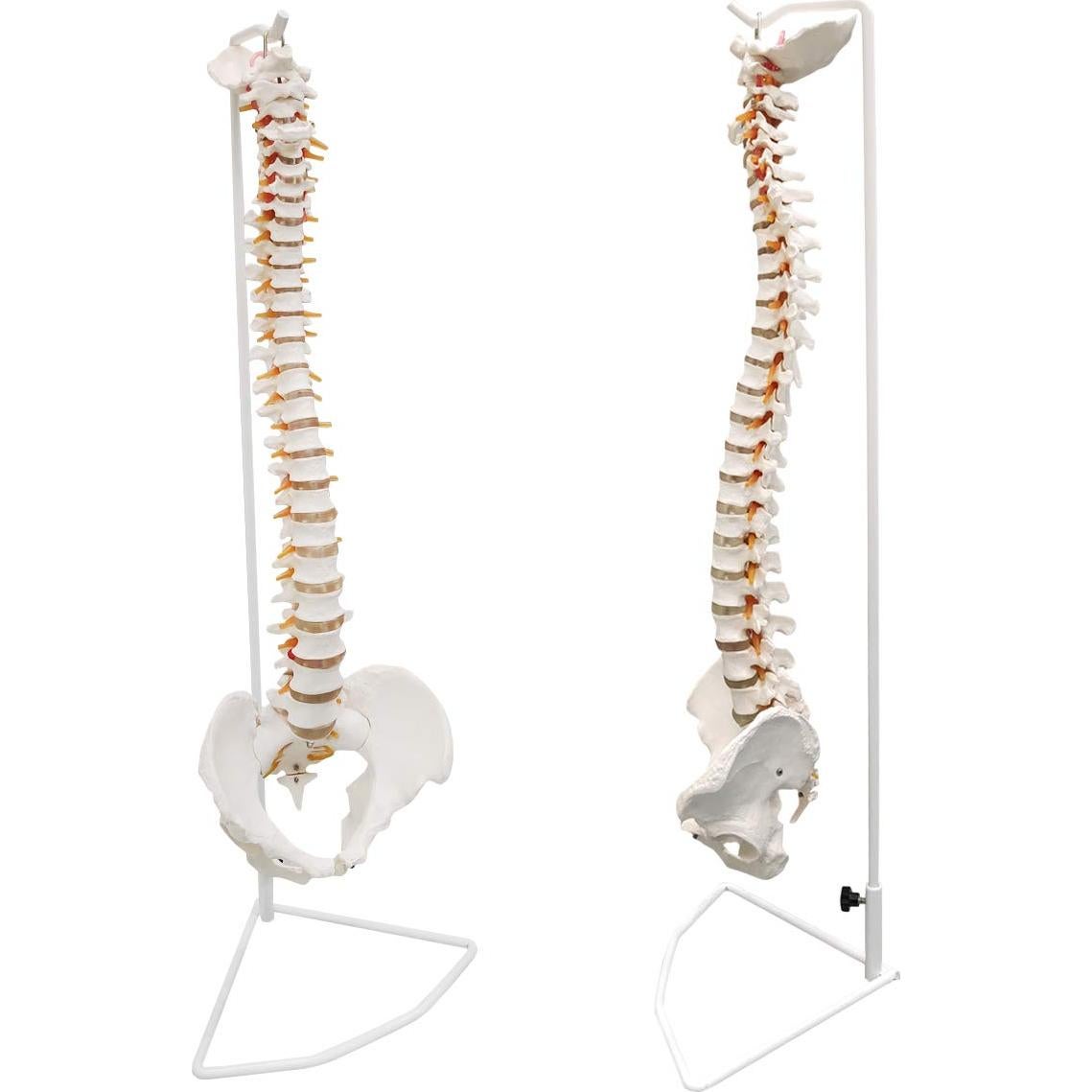 Modelo de Columna Vertebral Humana Ultrassist 86 cm con Soporte