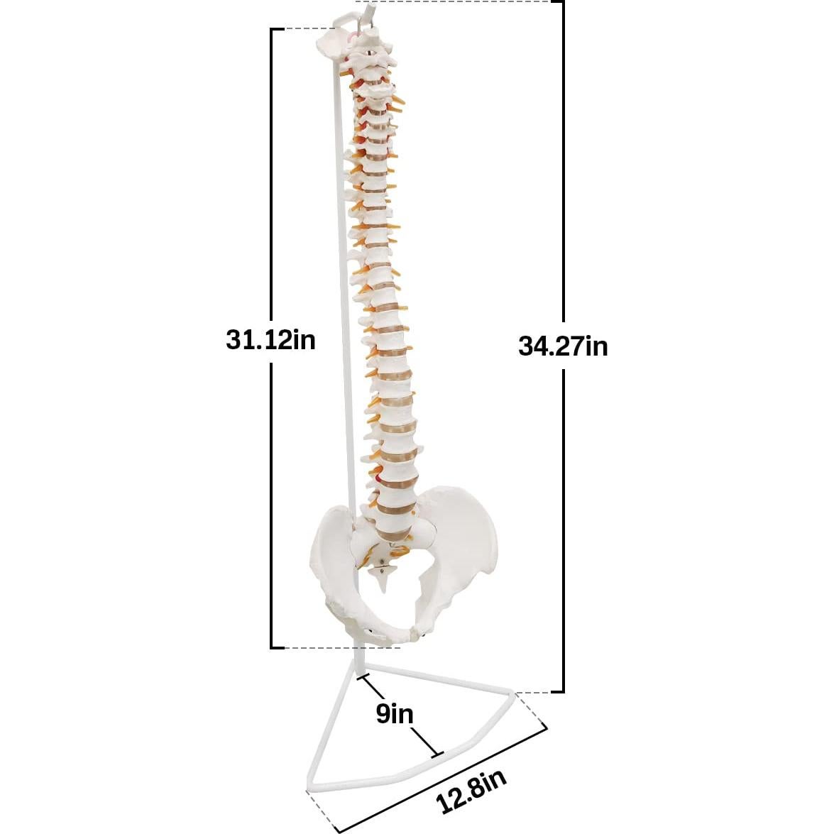 Modelo de Columna Vertebral Humana Ultrassist 86 cm con Soporte