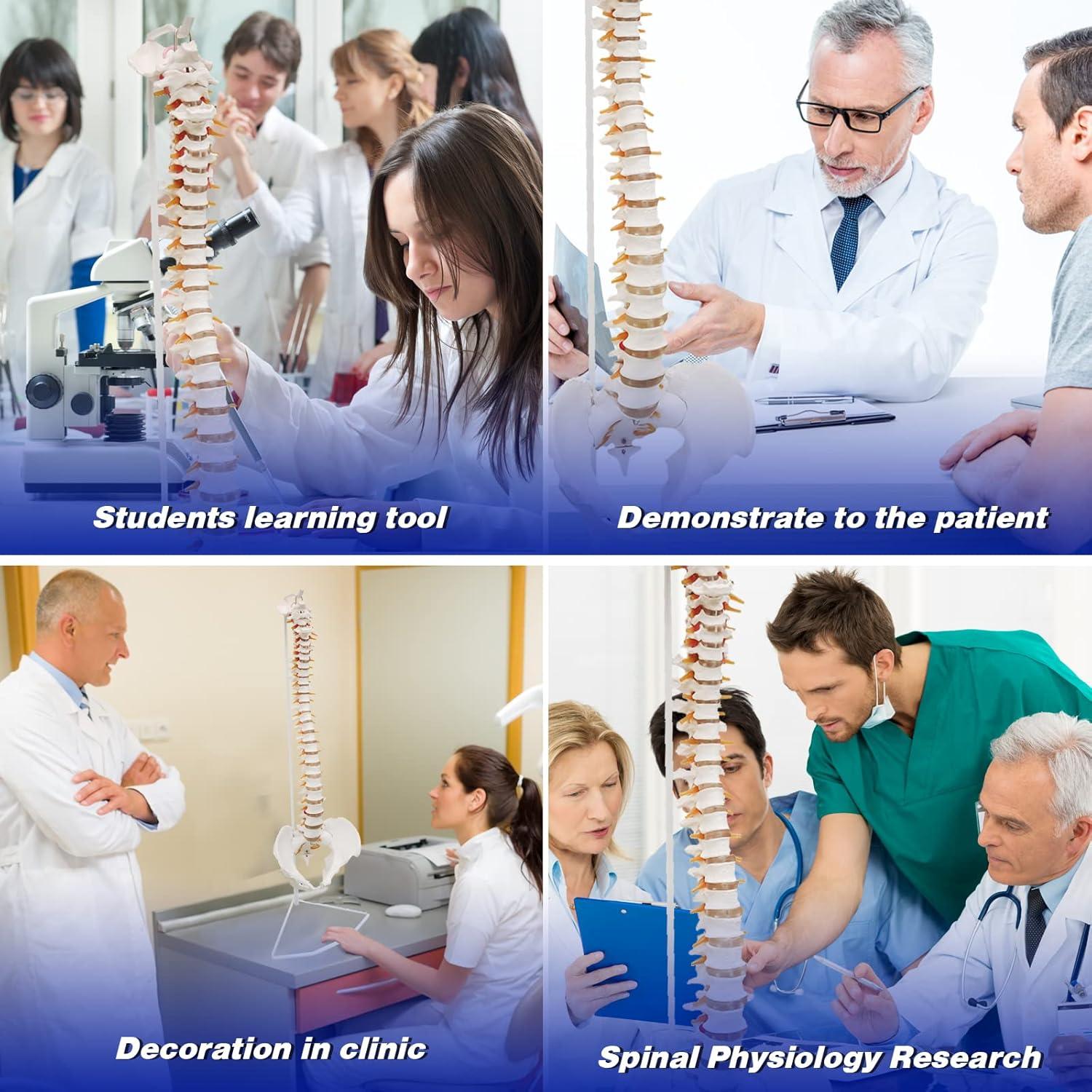 Modelo de Columna Vertebral Humana Ultrassist 86 cm con Soporte