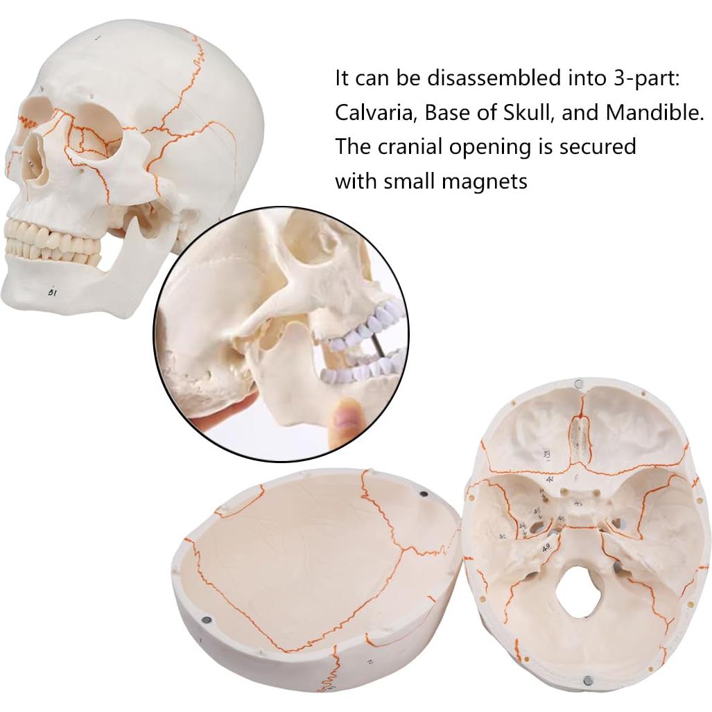 Modelo de Cráneo Humano 3 Partes Vocadok 20x14.5x17.5cm