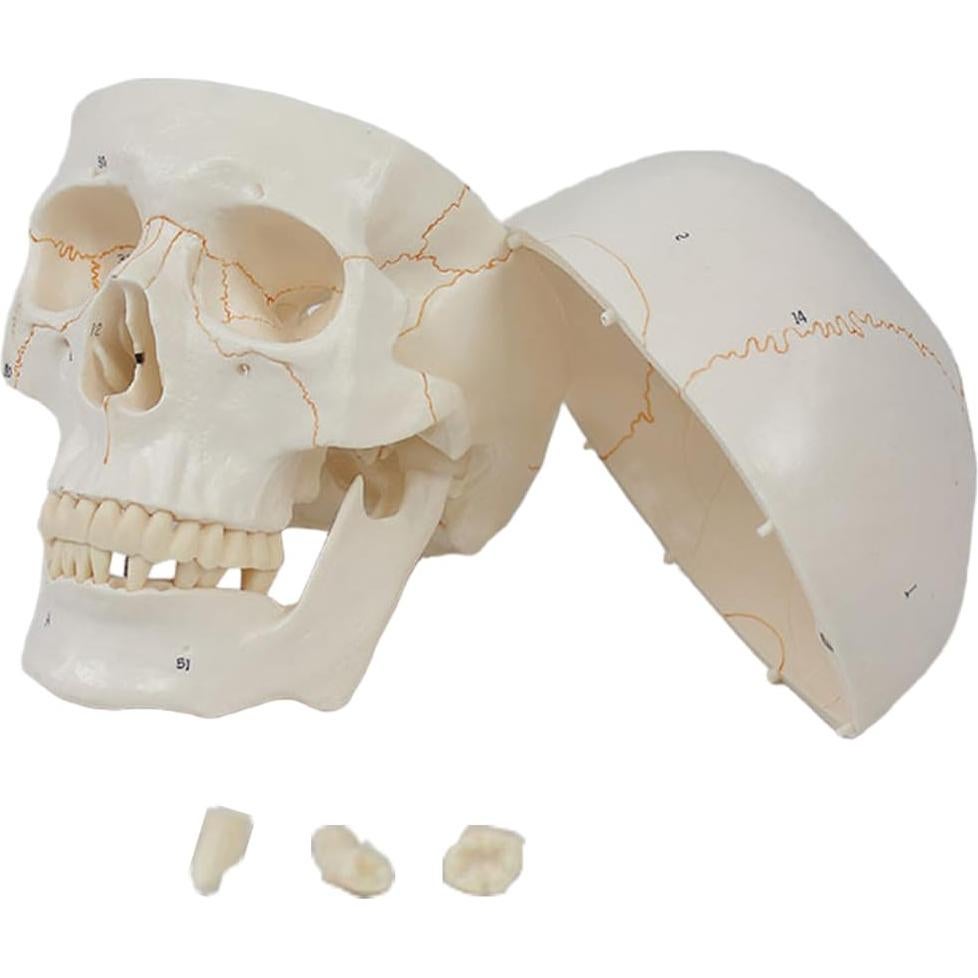 Modelo de Cráneo Humano 3 Partes Vocadok 20x14.5x17.5cm