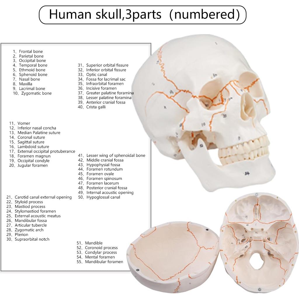 Modelo de Cráneo Humano 3 Partes Vocadok 20x14.5x17.5cm