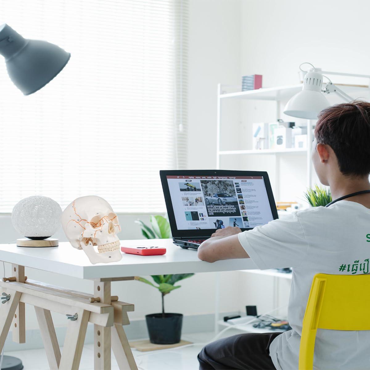 Modelo de Cráneo Humano 3 Partes Vocadok 20x14.5x17.5cm