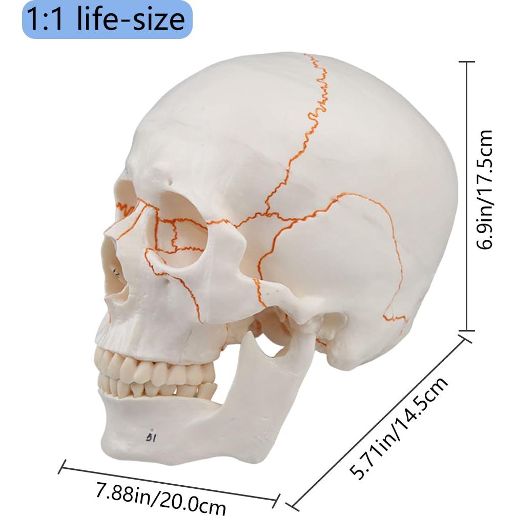 Modelo de Cráneo Humano 3 Partes Vocadok 20x14.5x17.5cm