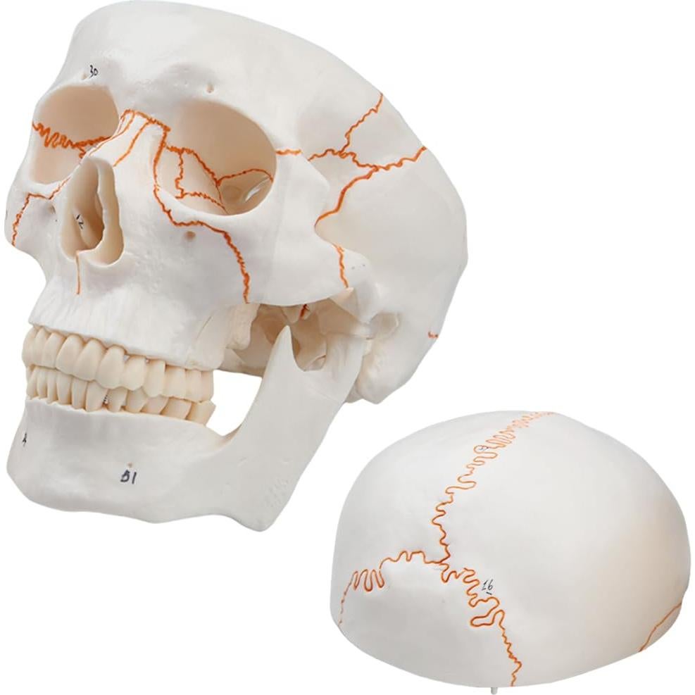 Modelo de Cráneo Humano 3 Partes Vocadok 20x14.5x17.5cm