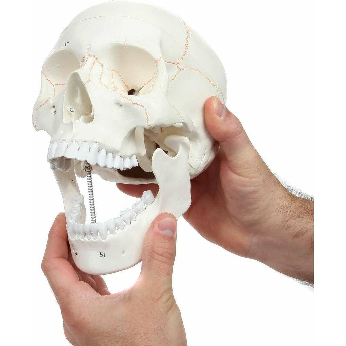 Cráneo Humano Anatómico Wellden Medical 3-Partes Real