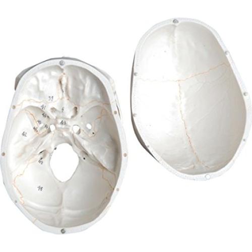 Cráneo Humano Anatómico Wellden Medical 3-Partes Real