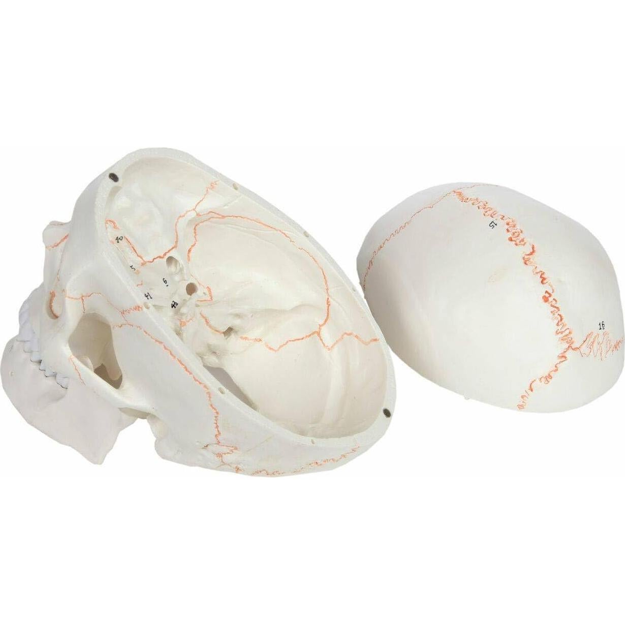 Cráneo Humano Anatómico Wellden Medical 3-Partes Real