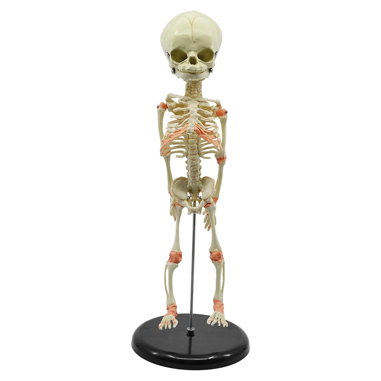Modelo de Esqueleto de Feto Infantil EISCO 38.1 cm Detalle Realista