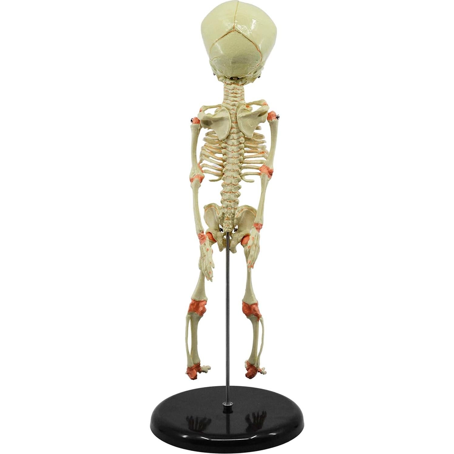 Modelo de Esqueleto de Feto Infantil EISCO 38.1 cm Detalle Realista