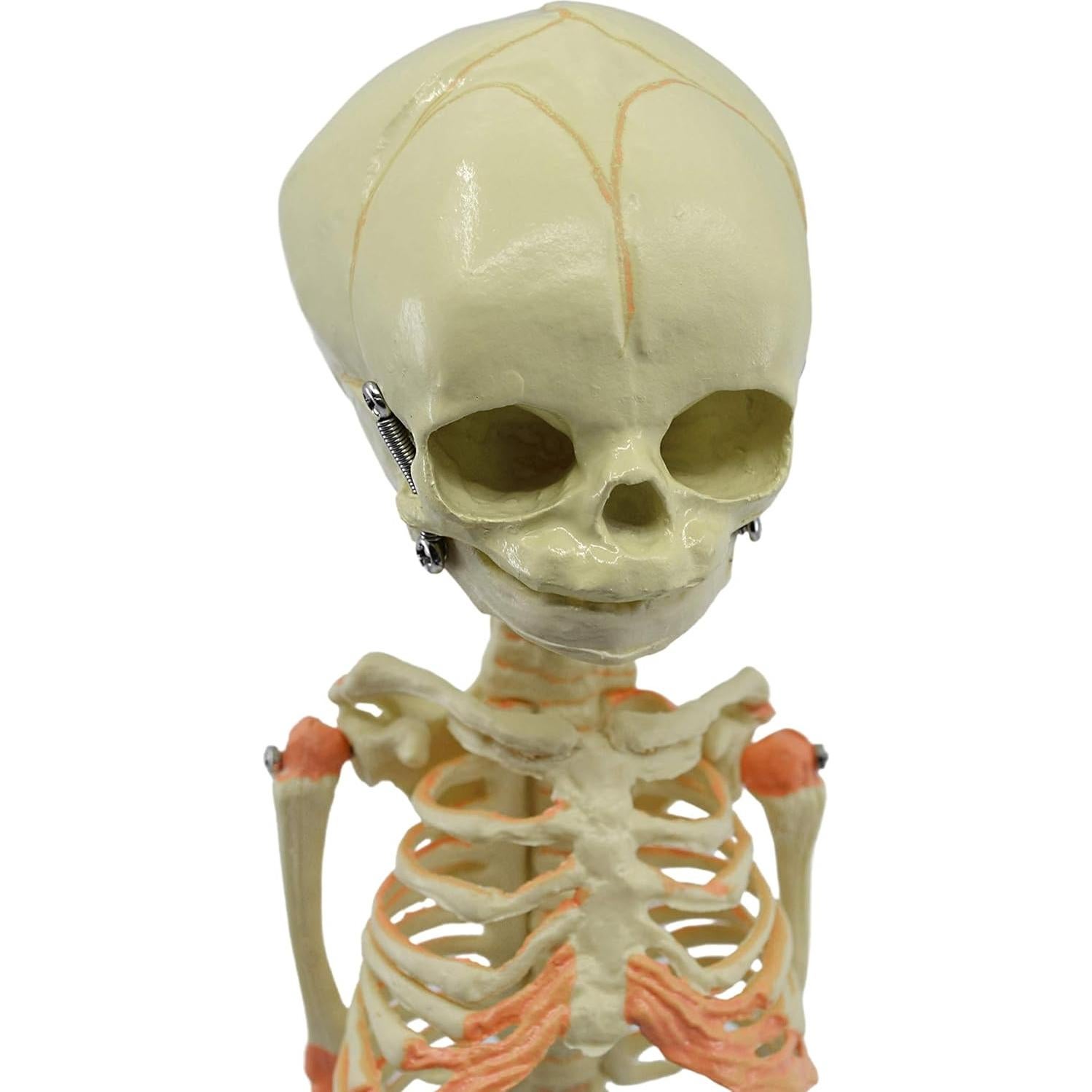Modelo de Esqueleto de Feto Infantil EISCO 38.1 cm Detalle Realista