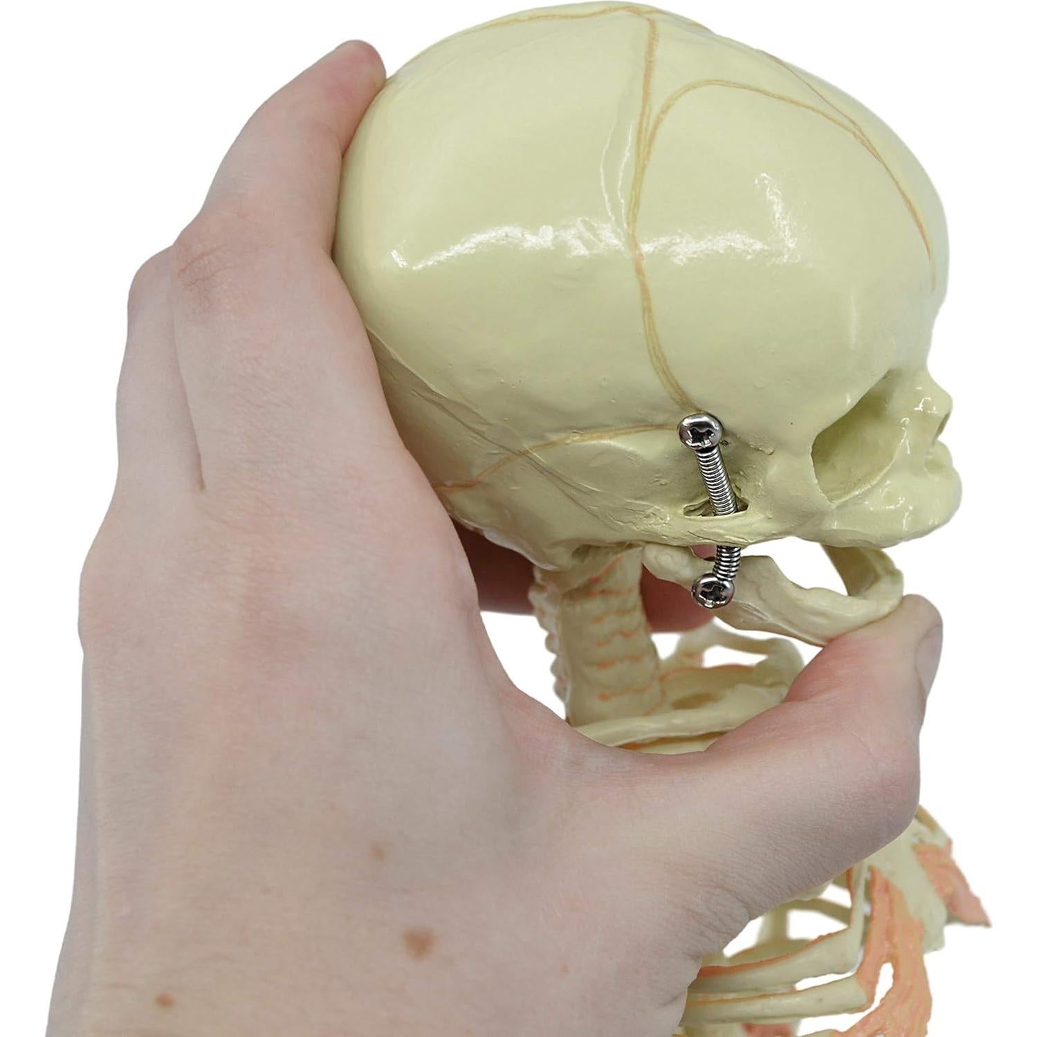 Modelo de Esqueleto de Feto Infantil EISCO 38.1 cm Detalle Realista