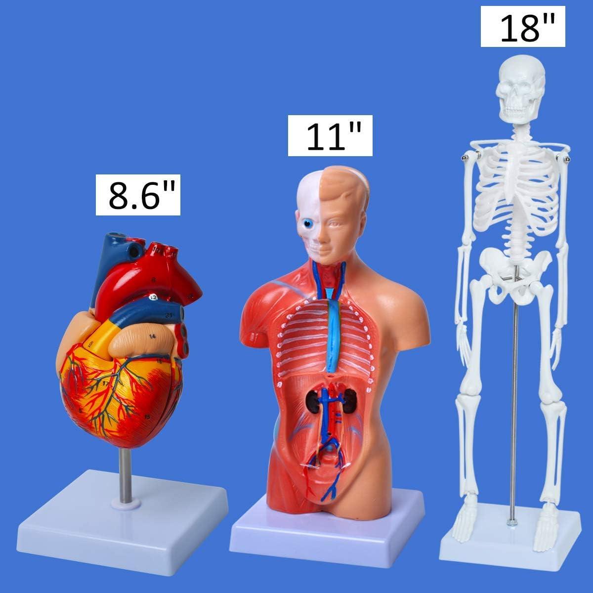 Conjunto de Modelos de Anatomía Humana Wadoy - Corazón, Esqueleto, Cerebro