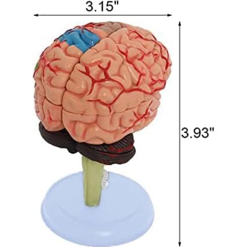 Conjunto de Modelos de Anatomía Humana Wadoy - Corazón, Esqueleto, Cerebro
