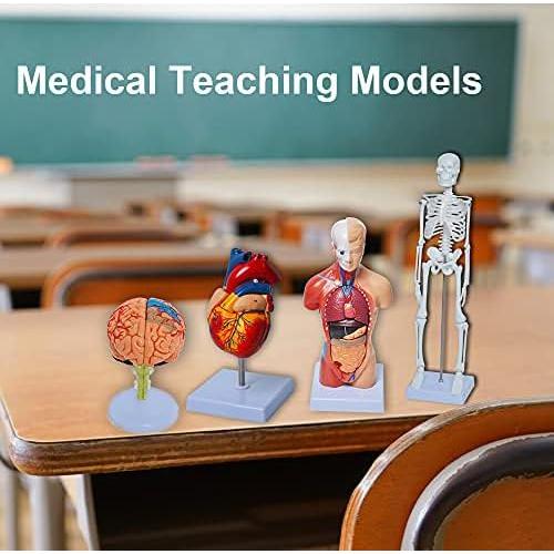 Conjunto de Modelos de Anatomía Humana Wadoy - Corazón, Esqueleto, Cerebro