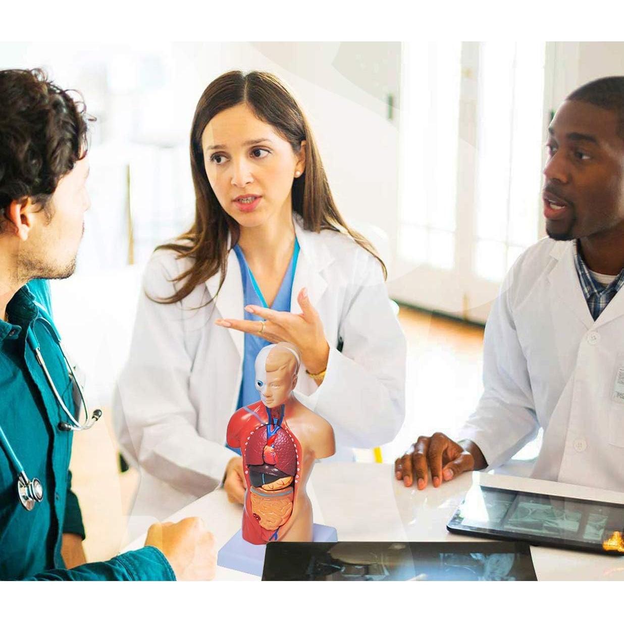 Conjunto de Modelos de Anatomía Humana Wadoy - Corazón, Esqueleto, Cerebro