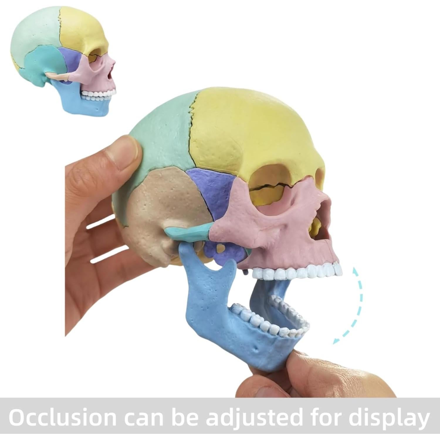 Modelo de Cráneo Humano Desmontable ZITREOXN 17 Piezas