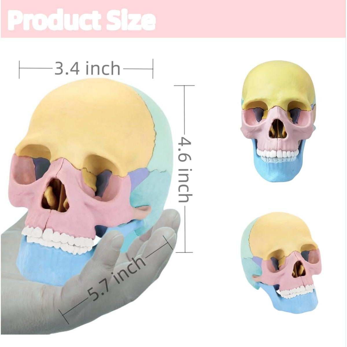 Modelo de Cráneo Humano Desmontable ZITREOXN 17 Piezas