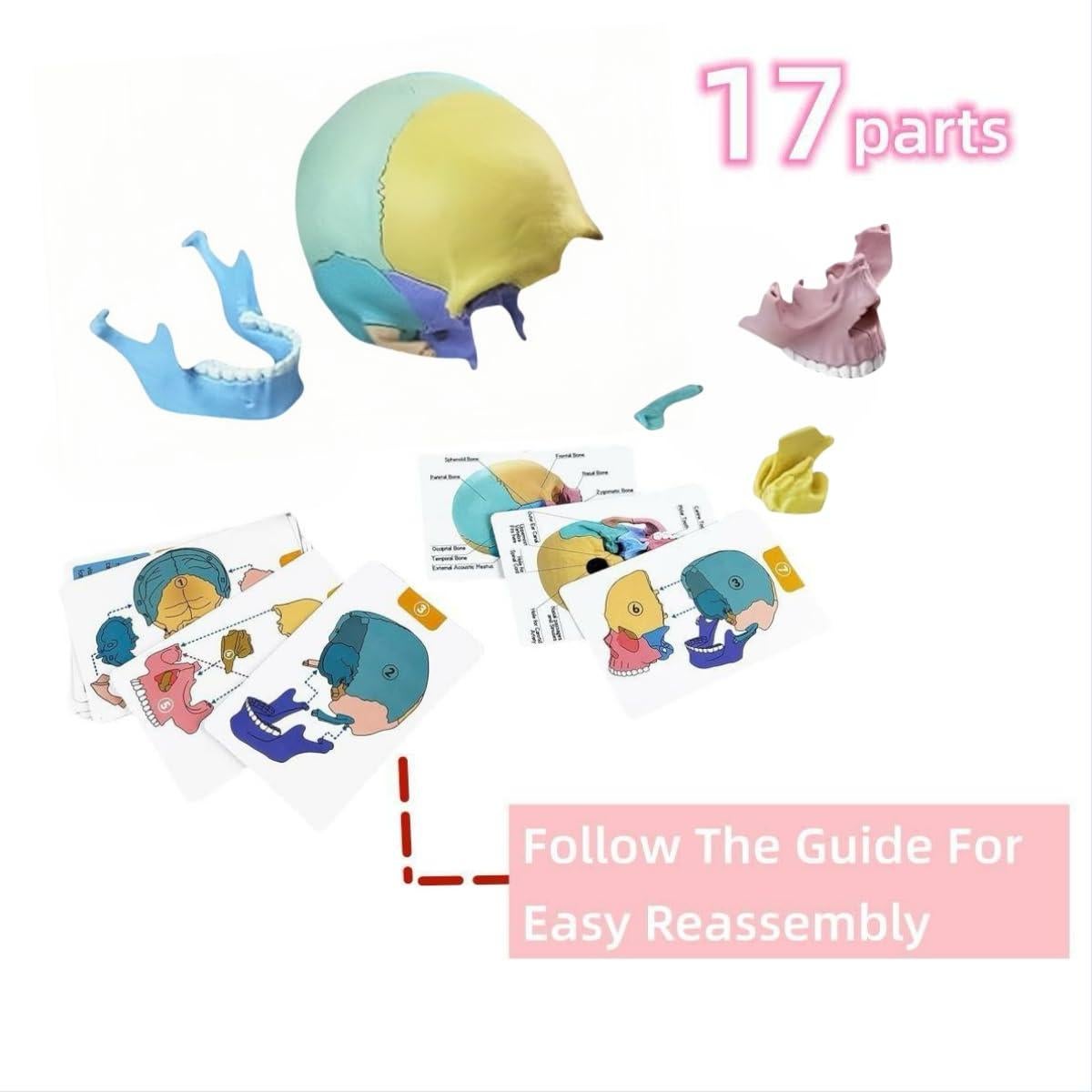 Modelo de Cráneo Humano Desmontable ZITREOXN 17 Piezas