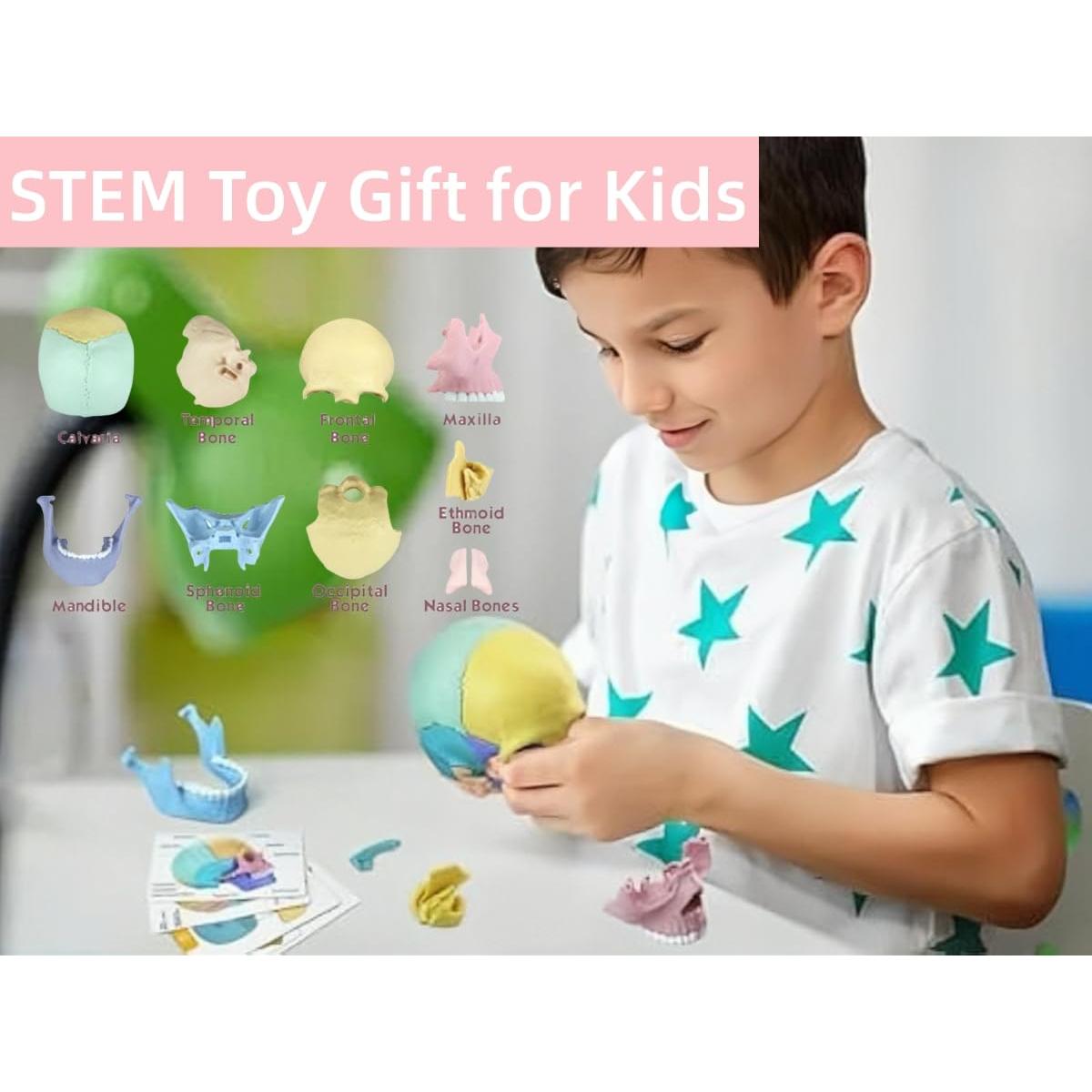 Modelo de Cráneo Humano Desmontable ZITREOXN 17 Piezas