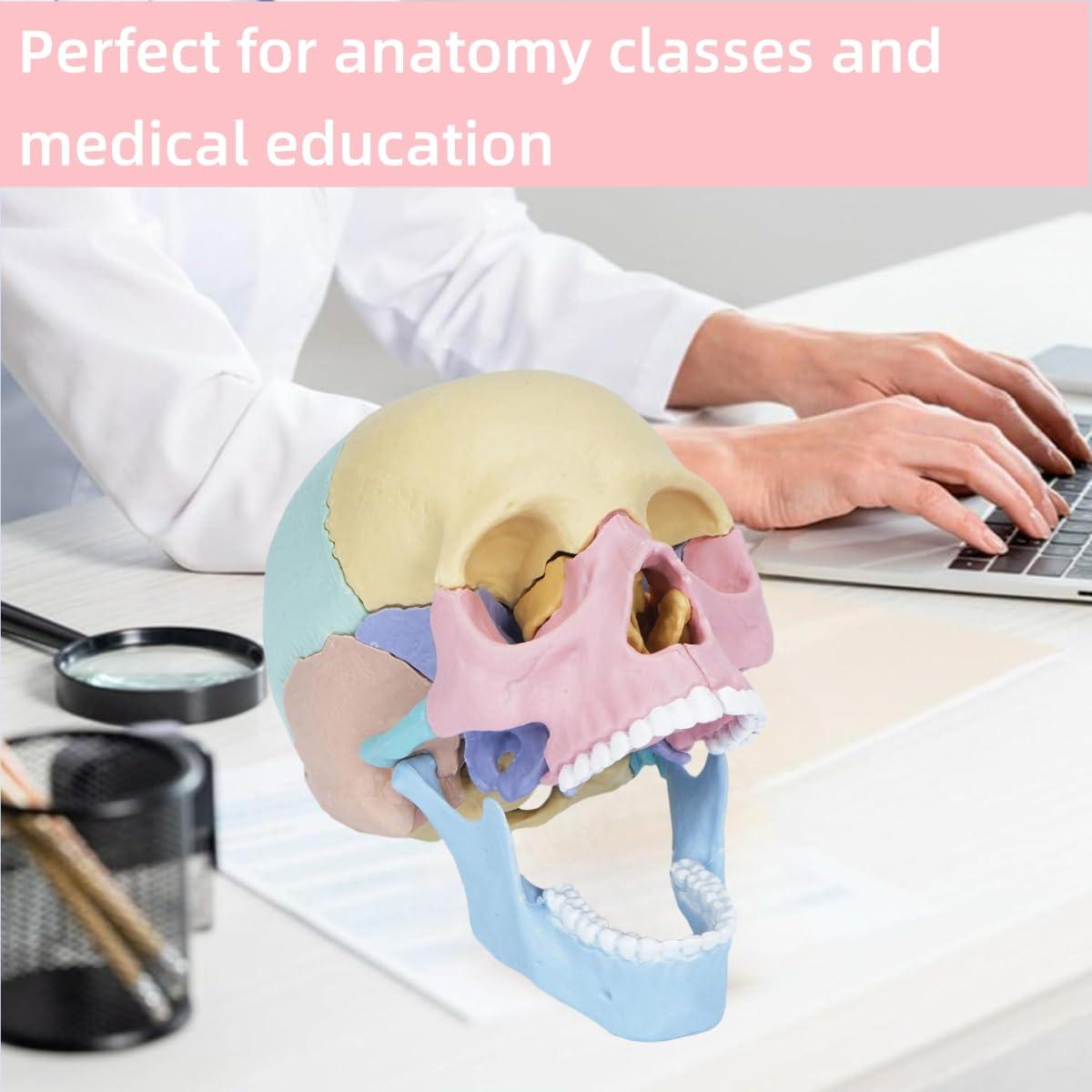 Modelo de Cráneo Humano Desmontable ZITREOXN 17 Piezas