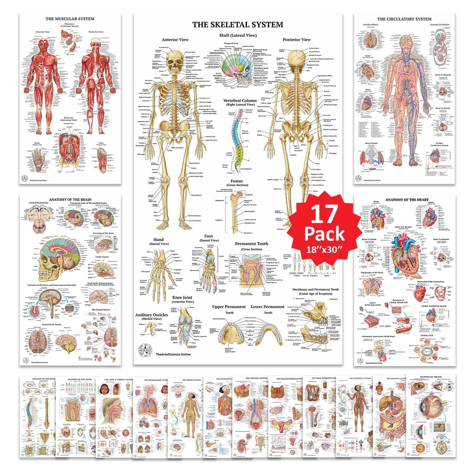 17 Pósters de Anatomía Humana La Ciencia 45.72x76.2 cm