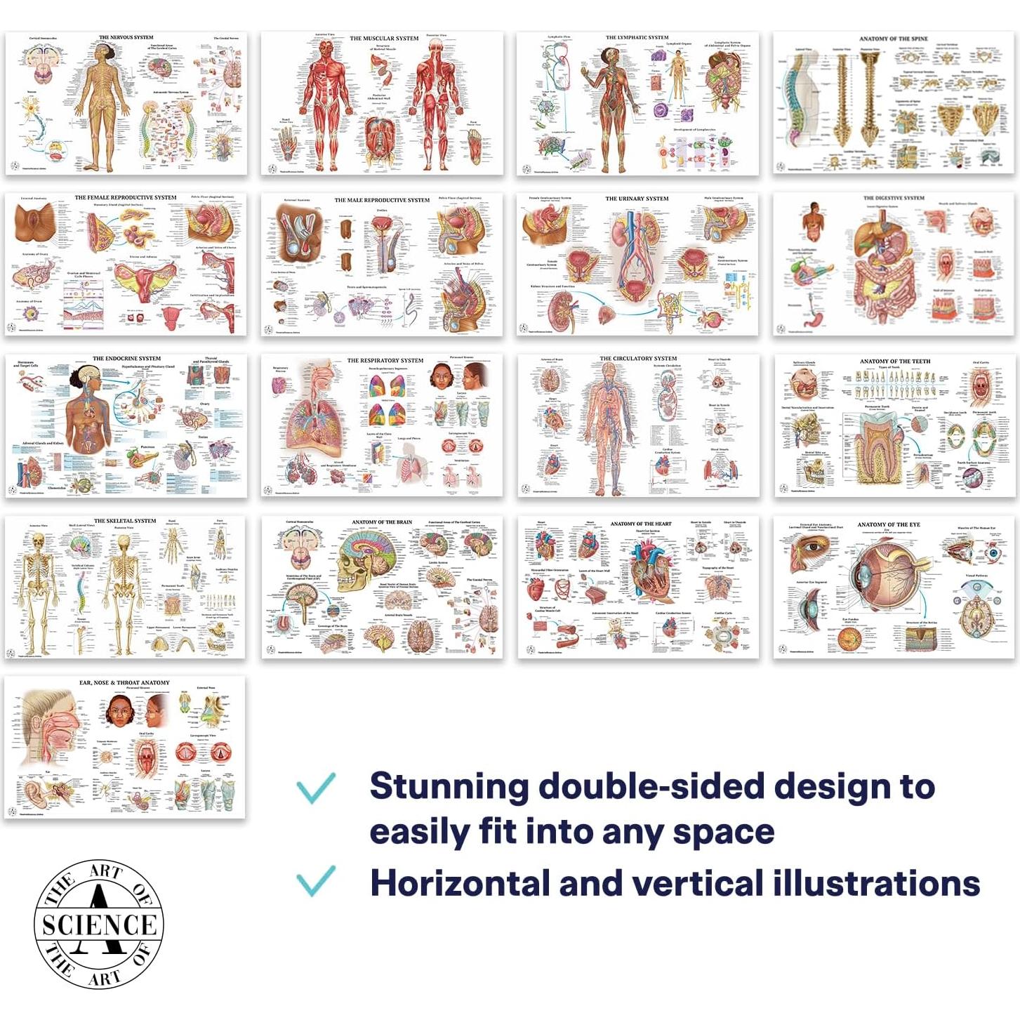 17 Pósters de Anatomía Humana La Ciencia 45.72x76.2 cm