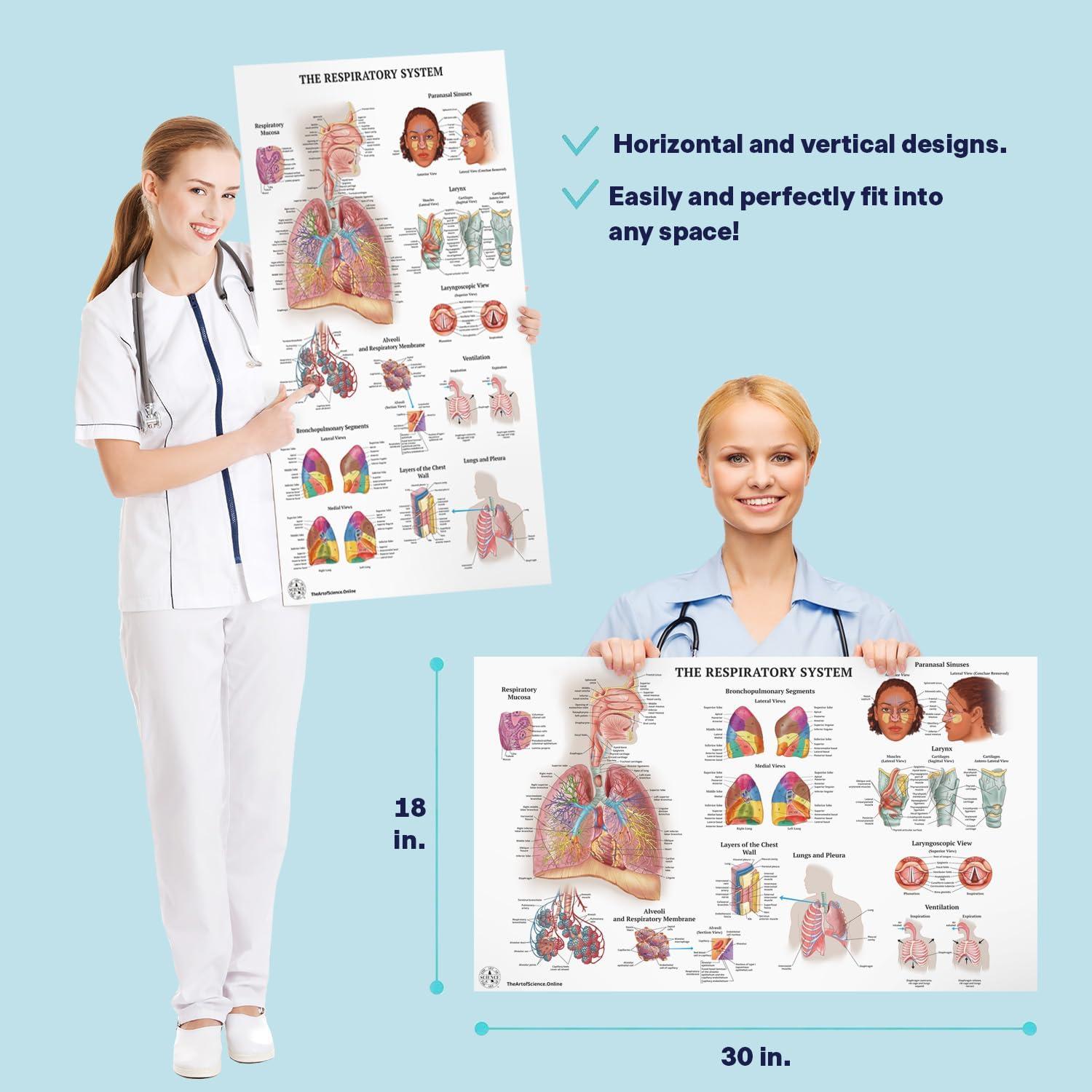 17 Pósters de Anatomía Humana La Ciencia 45.72x76.2 cm