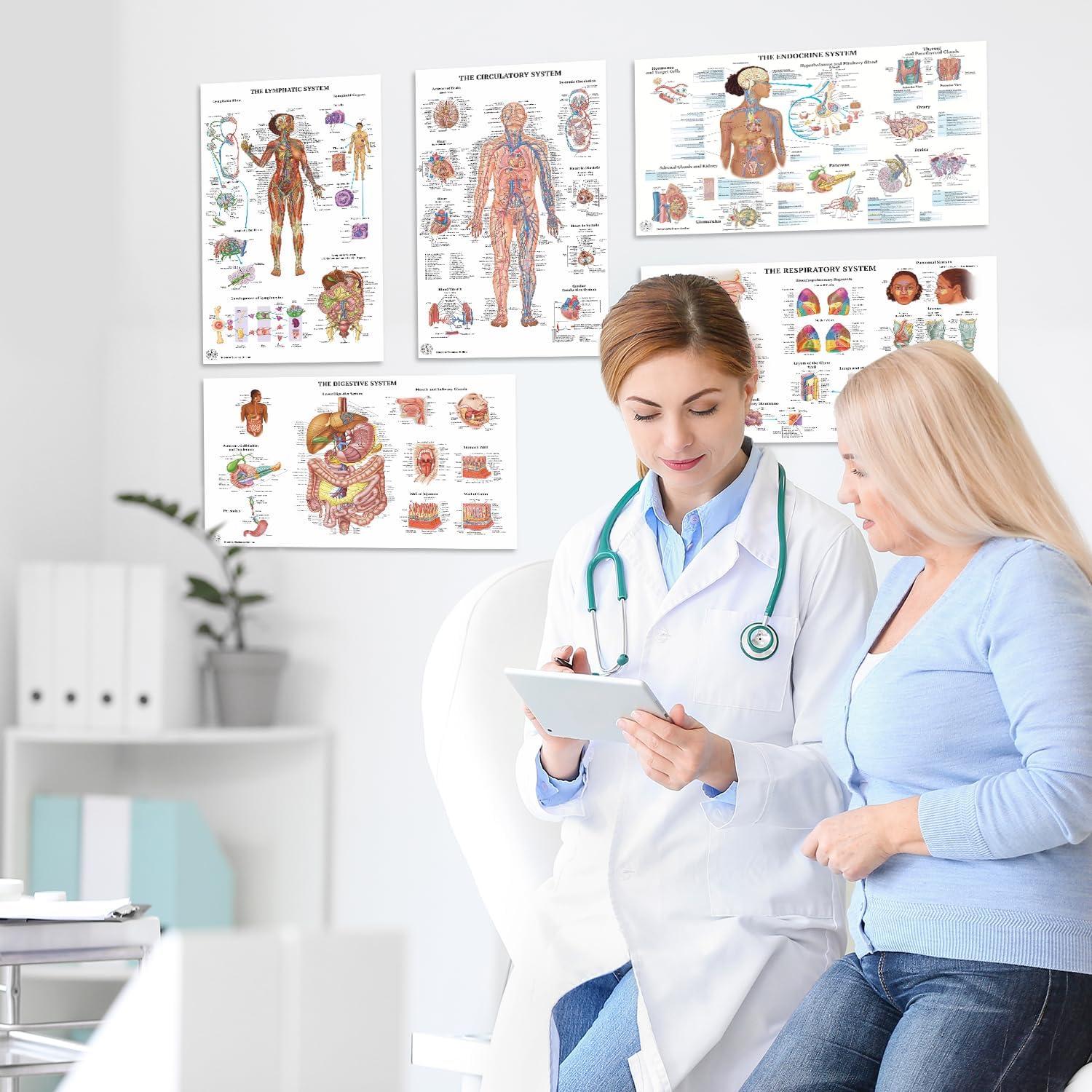 17 Pósters de Anatomía Humana La Ciencia 45.72x76.2 cm