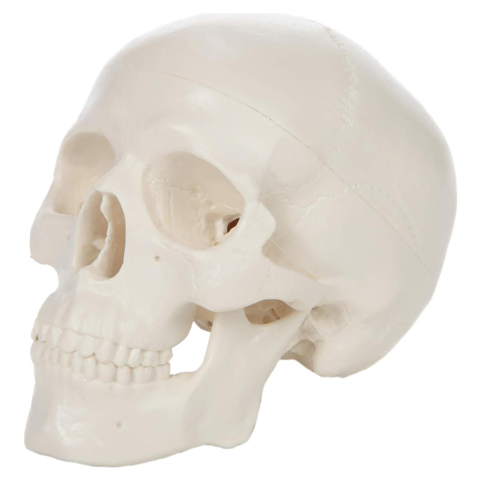 Modelo Anatómico de Cráneo Humano Miniatura 8.9 cm Axis Scientific