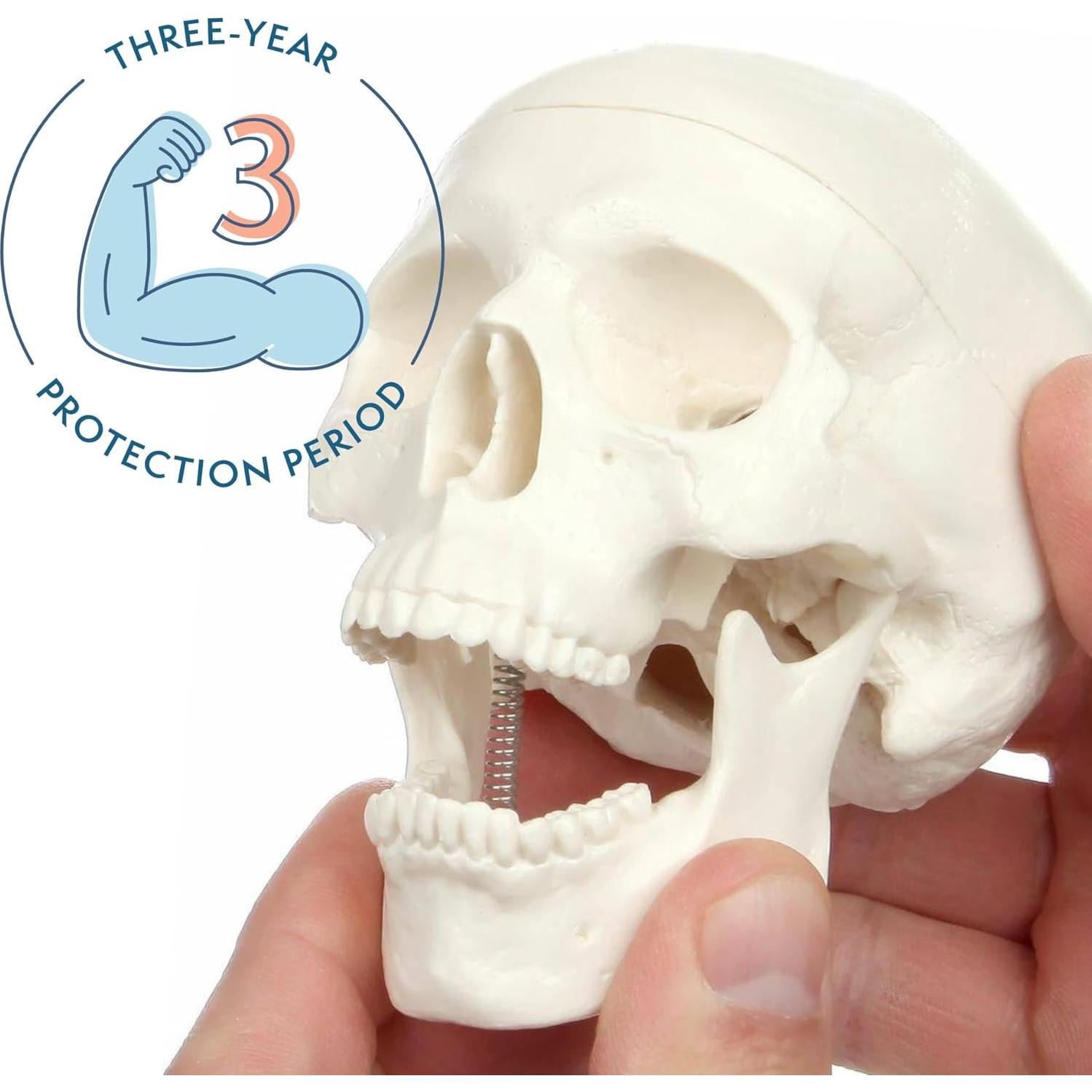 Modelo Anatómico de Cráneo Humano Miniatura 8.9 cm Axis Scientific