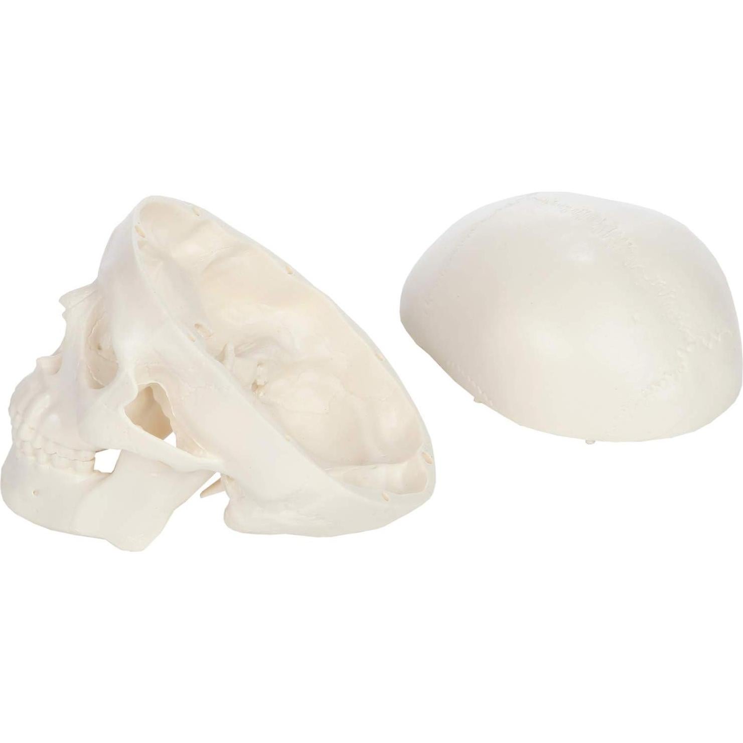 Modelo Anatómico de Cráneo Humano Miniatura 8.9 cm Axis Scientific