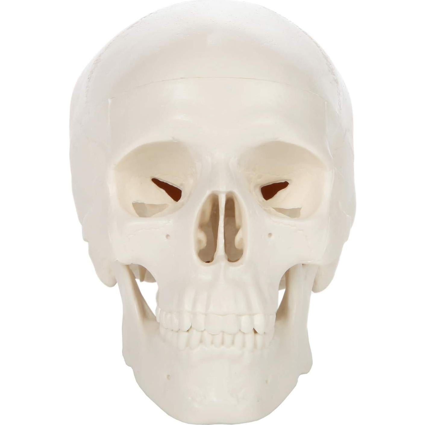 Modelo Anatómico de Cráneo Humano Miniatura 8.9 cm Axis Scientific