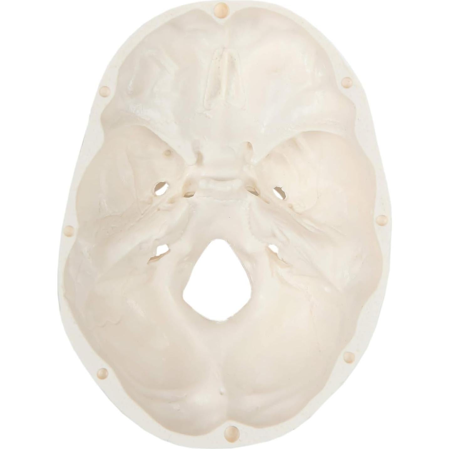 Modelo Anatómico de Cráneo Humano Miniatura 8.9 cm Axis Scientific