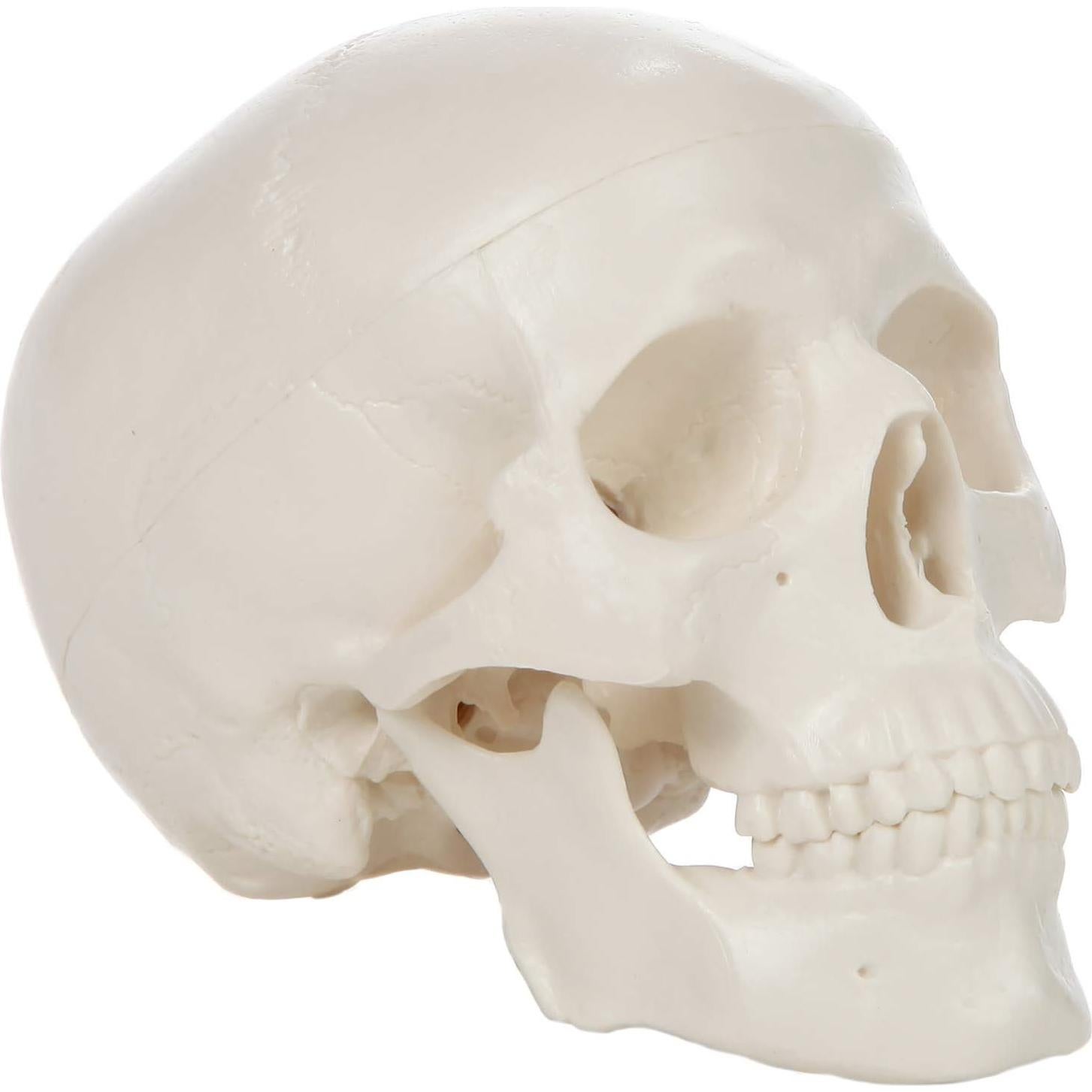 Modelo Anatómico de Cráneo Humano Miniatura 8.9 cm Axis Scientific